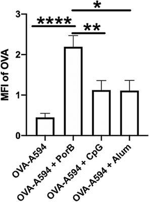 Toll-Like Receptor Ligand Based Adjuvant, PorB, Increases Antigen Deposition on Germinal Center Follicular Dendritic Cells While Enhancing the Follicular Dendritic Cells Network